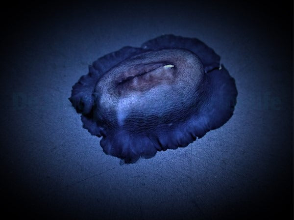 Scutus unguis