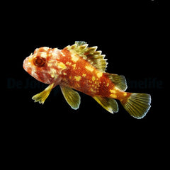Sebastapistes cyanostigma