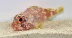 Sebastapistes cyanostigma