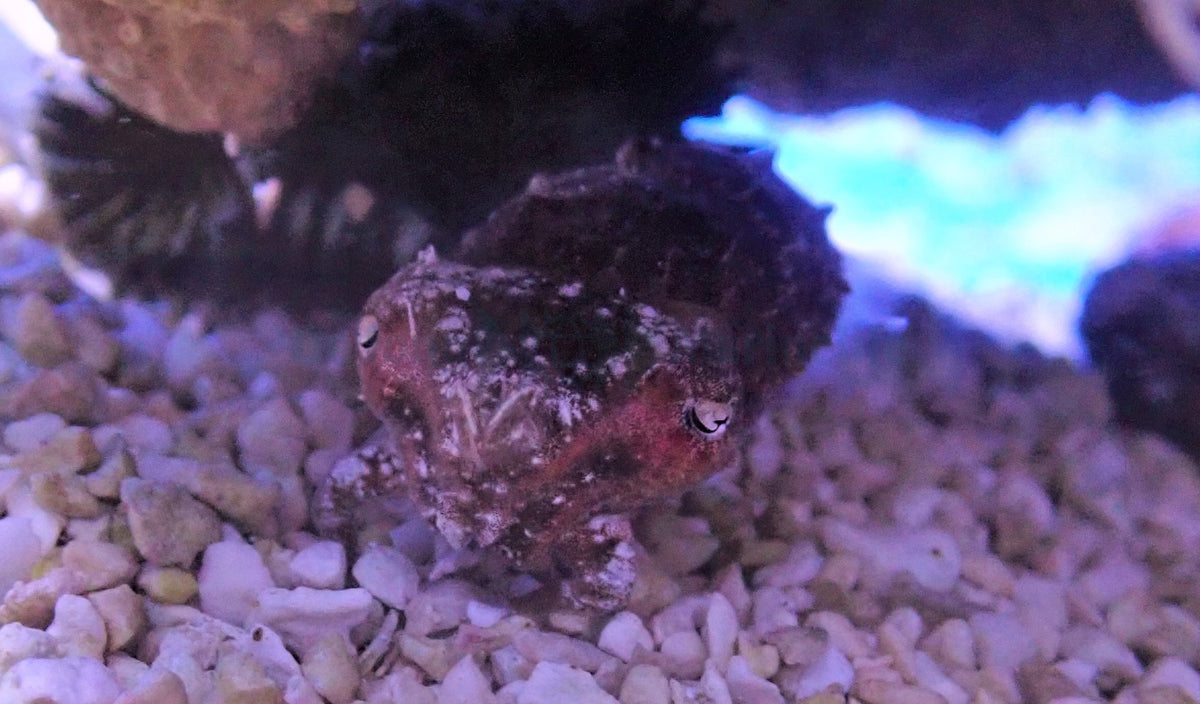Sepia bandensis