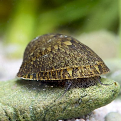 Septaria porcellana   Porseleinslak #
