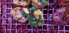 Seriatopora caliendrum (Green) (frag)