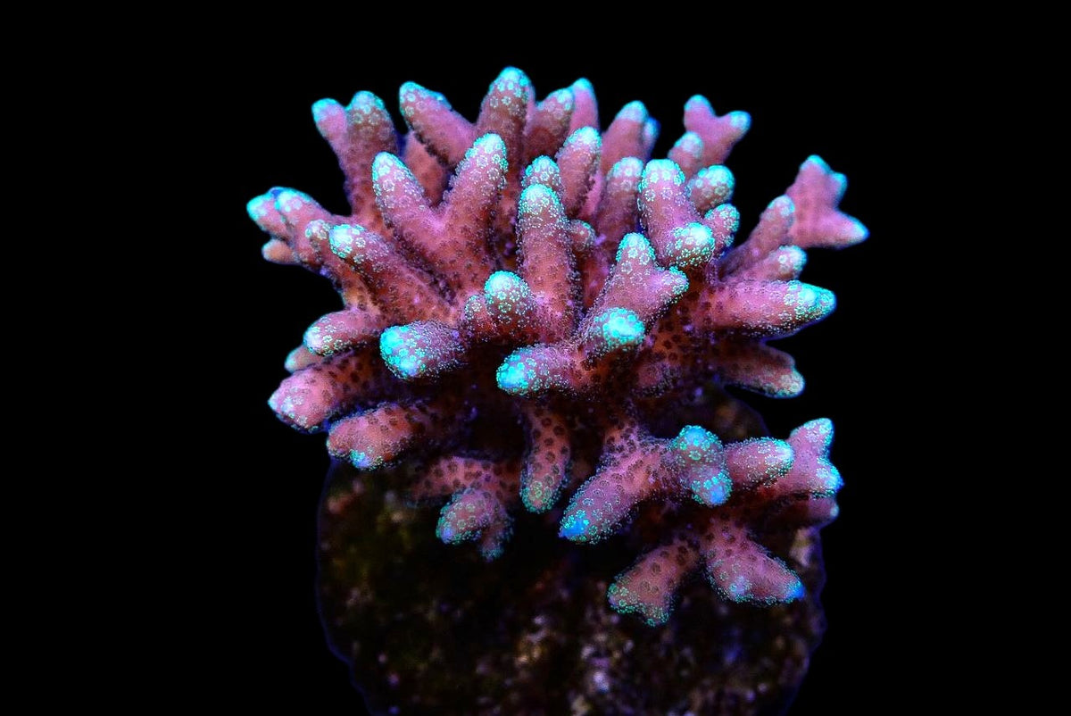Seriatopora caliendrum (Pink) (Fiji-Tonga) (frag)