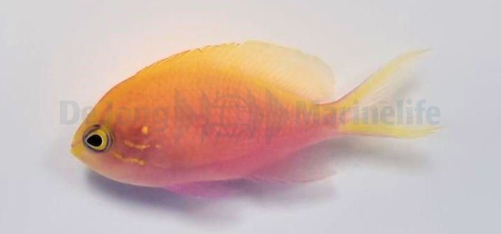 Serranocirrhitus latus