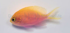 Serranocirrhitus latus