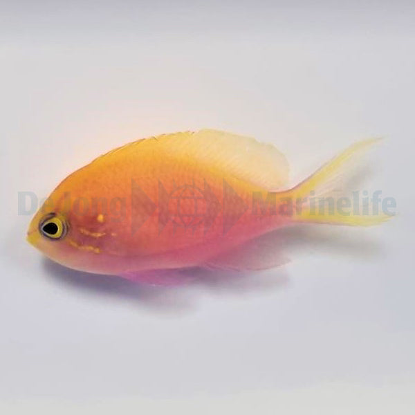 Serranocirrhitus latus