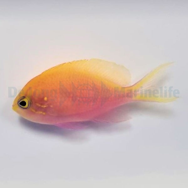 Serranocirrhitus latus