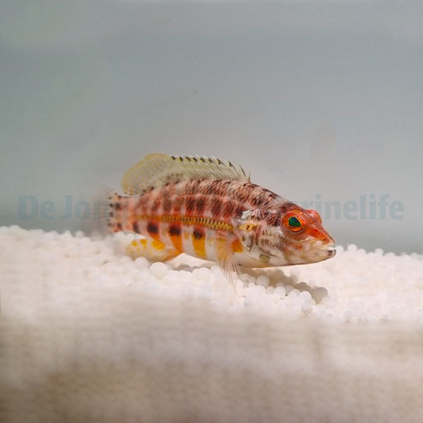 Serranus baldwini
