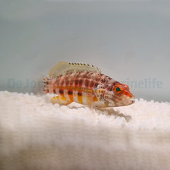 Serranus baldwini