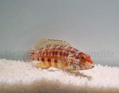Serranus baldwini