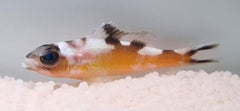 Serranus tabacarius