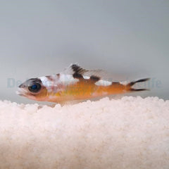 Serranus tabacarius