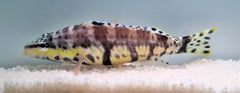 Serranus tigrinus