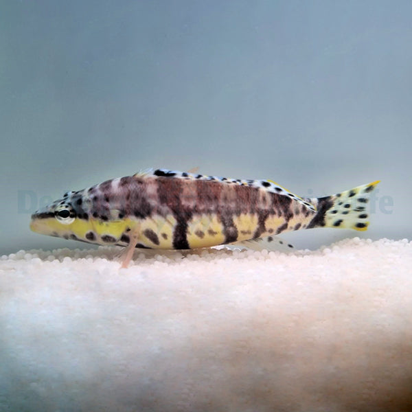 Serranus tigrinus