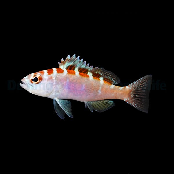 Serranus tortugarum