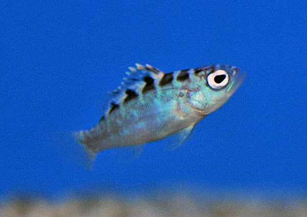 Serranus tortugarum - T.B.