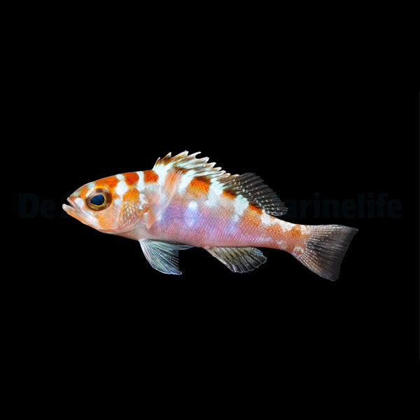 Serranus tortugarum - T.B.