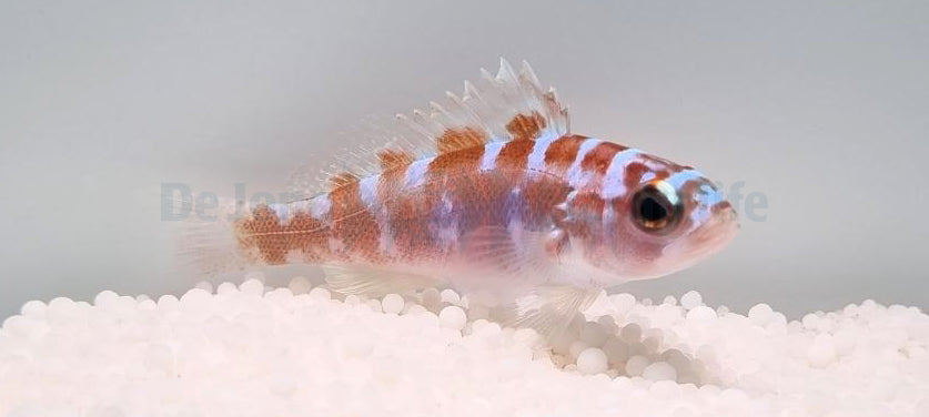 Serranus tortugarum