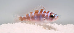Serranus tortugarum