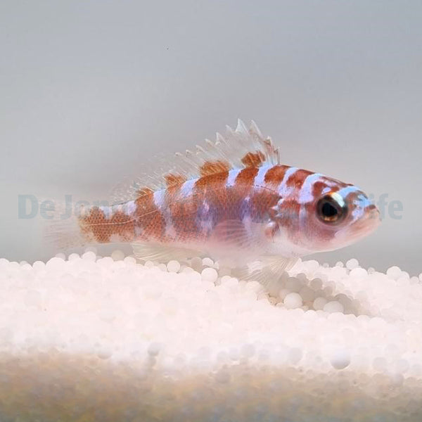 Serranus tortugarum