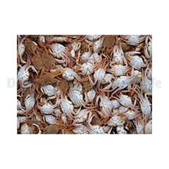 Shrimpfood Frozen Crab - 75 g