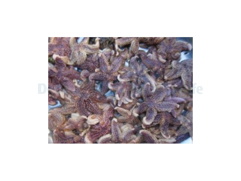 Shrimpfood Frozen Seastar - 50 g (tiny size)