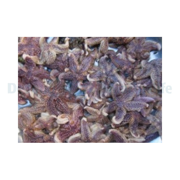 Shrimpfood Frozen Seastar - 50 g (tiny size)