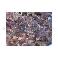 Shrimpfood Frozen Seastar - 50 g (tiny size)