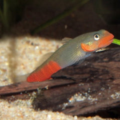 Sicyopus rubicundus 5 cm.   #
