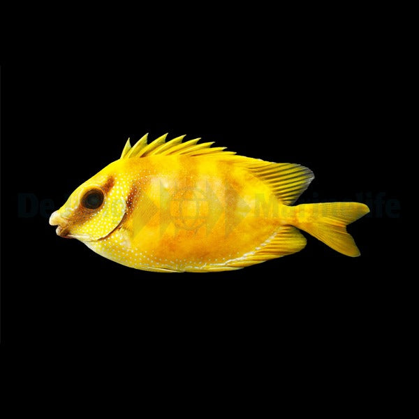 Siganus corallinus