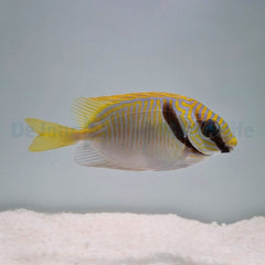 Siganus doliatus