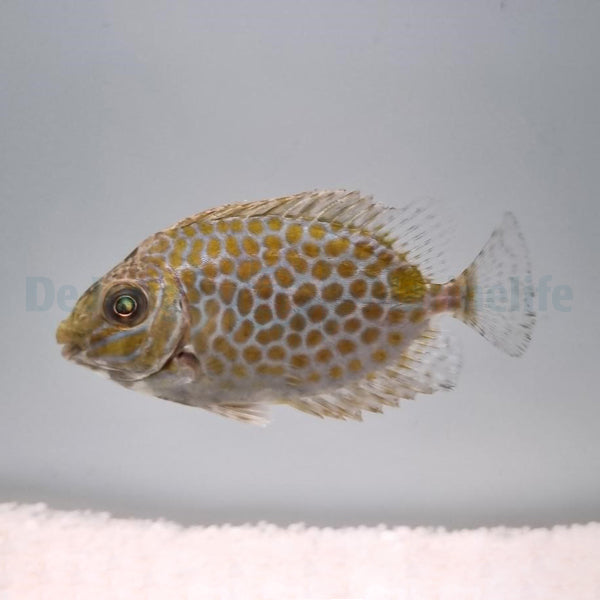Siganus guttatus