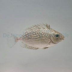 Siganus javus