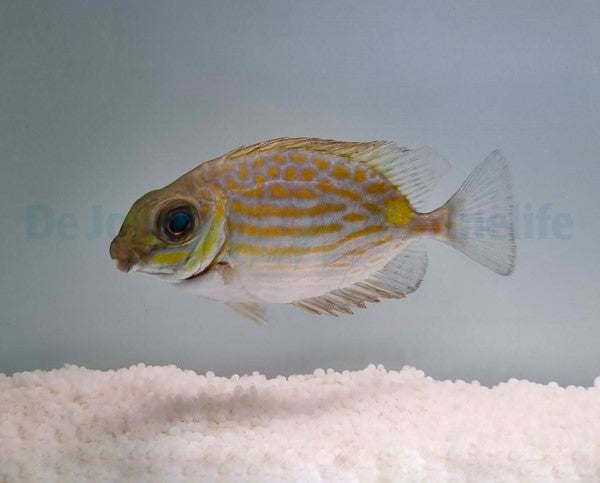 Siganus lineatus - T.B.