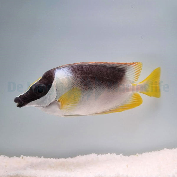 Siganus magnificus