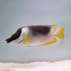 Siganus magnificus