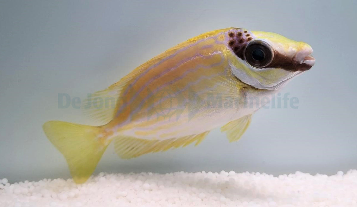 Siganus puellus