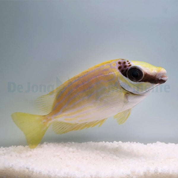 Siganus puellus