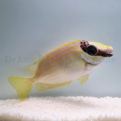 Siganus puellus