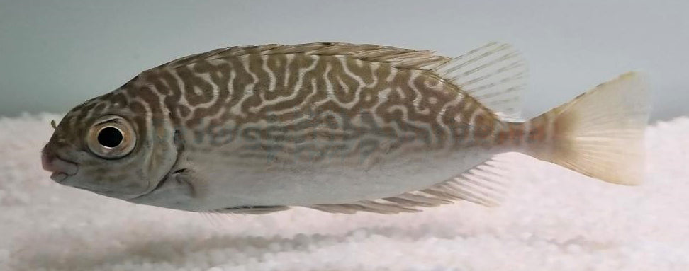 Siganus spinus