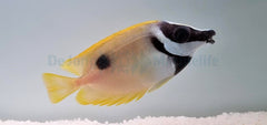 Siganus unimaculatus
