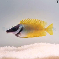 Siganus vulpinus