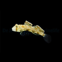 Signigobius biocellatus