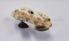 Signigobius biocellatus