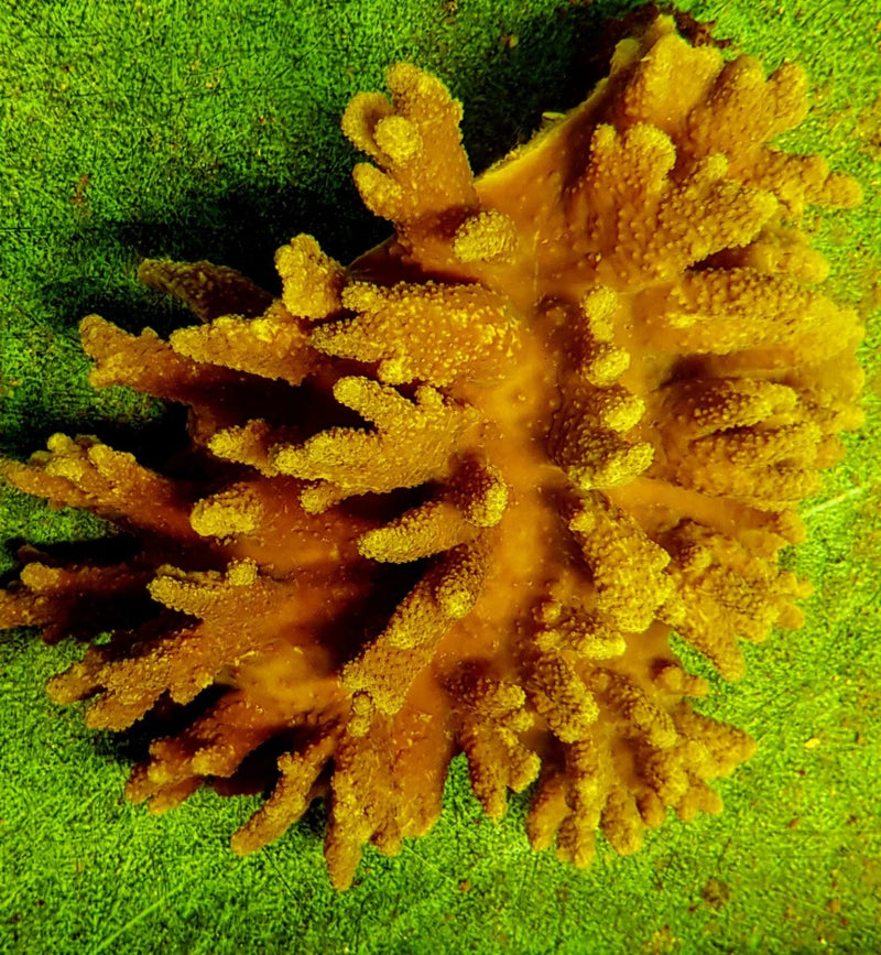 Sinularia brassica