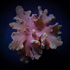 Sinularia dura