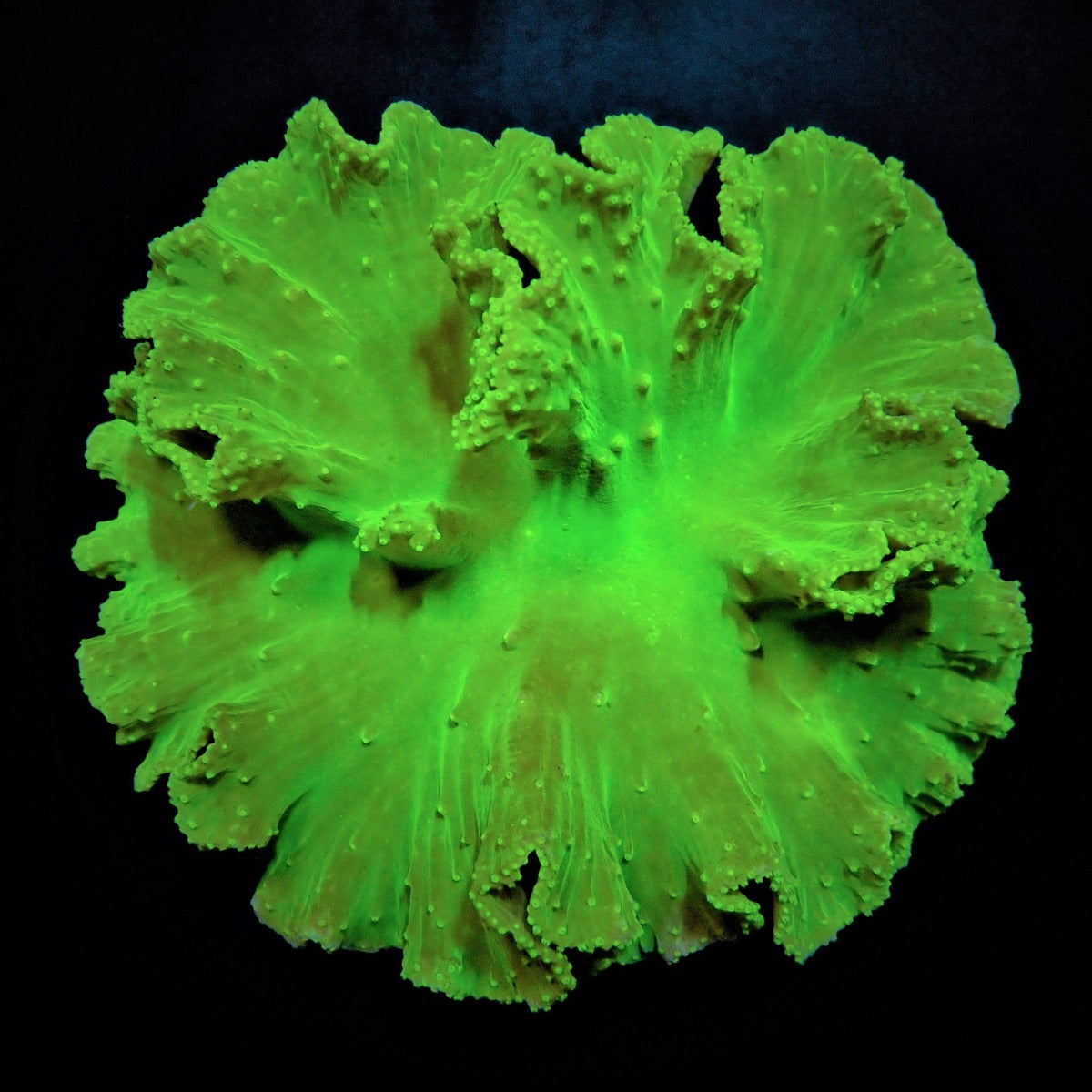 Sinularia dura (Green)