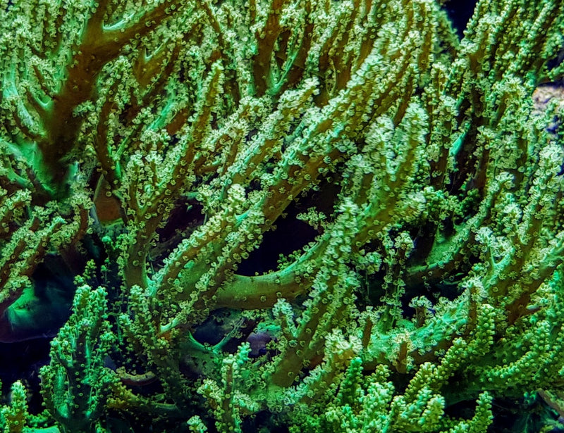 Sinularia flexibilis (Grade A)