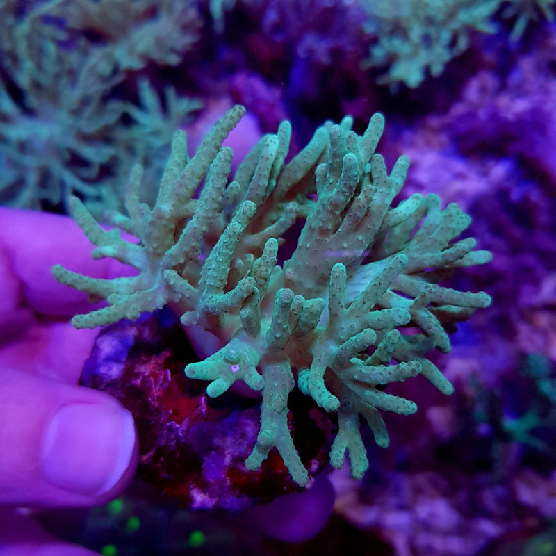 Sinularia spp. (Grade A) (frag)