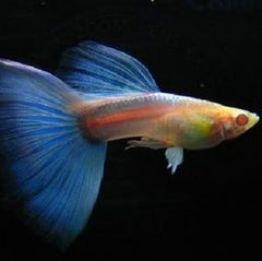 Guppy sky blue albino M ECO